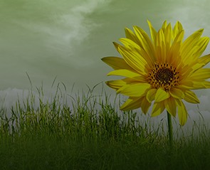 Environmental Stewardship