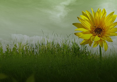 Environmental Stewardship